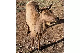 285 Indian Trail, Estes Park, CO 80517 - Photo 35