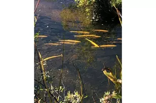 1311 Shoshoni Dr, Red Feather Lakes, CO 80545 - Photo 41