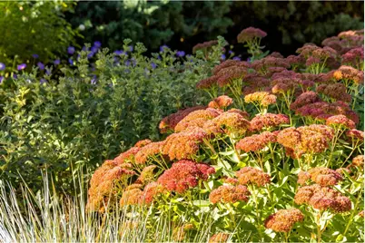 525 Linden View Dr, Fort Collins, CO 80524 - Photo 35