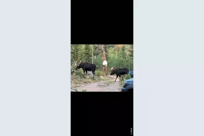 153 Columbine Dr, Red Feather Lakes, CO 80545 - Photo 27