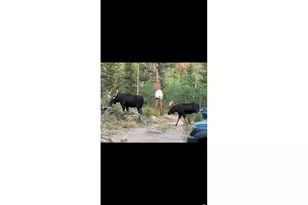 153 Columbine Dr, Red Feather Lakes, CO 80545 - Photo 27