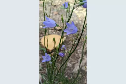 1312 Chute Rd, Golden, CO 80403 - Photo 17