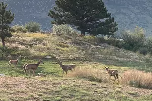 15757 Moss Rock Ct, Longmont, CO 80503 - Photo 35