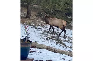 15757 Moss Rock Ct, Longmont, CO 80503 - Photo 37