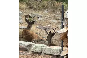 15757 Moss Rock Ct, Longmont, CO 80503 - Photo 39