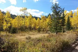 231 Modoc Ct, Red Feather Lakes, CO 80545 - Photo 37