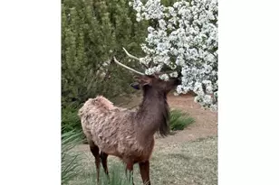 3363 Crest Dr, Loveland, CO 80537 - Photo 47