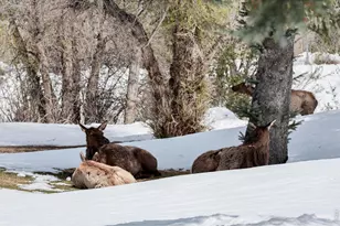 836 Vista Ln, Estes Park, CO 80517 - Photo 37