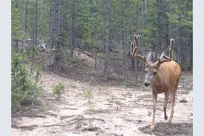 [Address not provided], Red Feather Lakes, CO 80545 - Photo 23