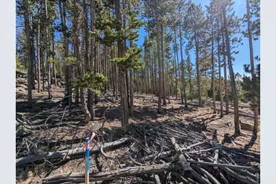 2784 Osage Trl, Red Feather Lakes, CO 80545 - Photo 17