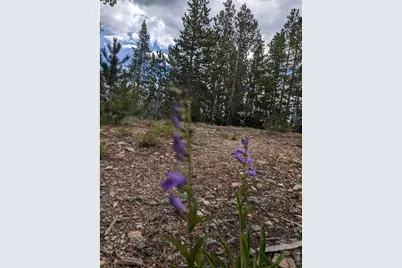 90 Quapaw Ct, Red Feather Lakes, CO 80545 - Photo 5