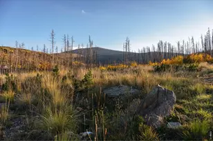 777 Powder Horn Trail, Bellvue, CO 80512 - Photo 9