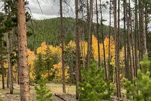 2227 Osage Trail, Red Feather Lakes, CO 80545 - Photo 9