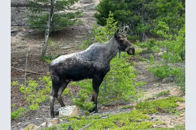 48621 Peak To Peak Hwy, Ward, CO 80481 - Photo 19