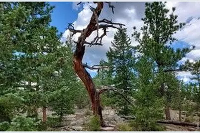3031 Lake Arapahoe Ct, Red Feather Lakes, CO 80545 - Photo 5