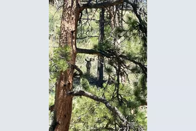 1989 Spencer Mountain Rd, Bellvue, CO 80512 - Photo 41