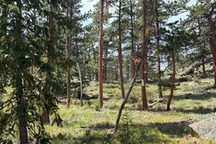 79 Alpine Ln, Red Feather Lakes, CO 80545 - Photo 19