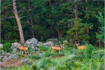 200 Rocky Knob Ln, Nederland, CO 80466 - Photo 41