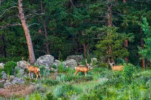 200 Rocky Knob Ln, Nederland, CO 80466 - Photo 41