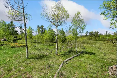 5481 N County Road 73C, Red Feather Lakes, CO 80545 - Photo 25