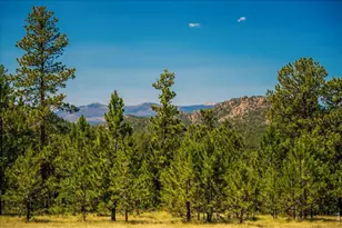 333 White Eagle Wy, Red Feather Lakes, CO 80545 - Photo 29