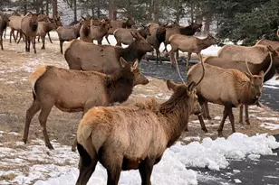 1041 Otis Ln, Estes Park, CO 80517 - Photo 49