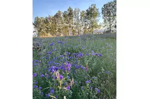 619 W Co Rd 66E, Fort Collins, CO 80524 - Photo 17