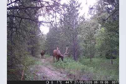 0 County Road 59, Allenspark, CO 80510 - Photo 41