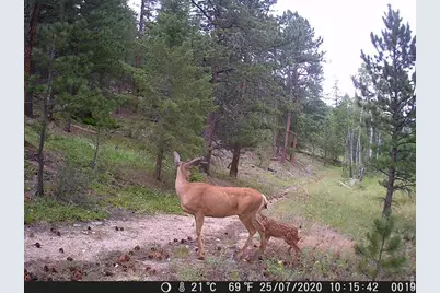 0 County Road 59, Allenspark, CO 80510 - Photo 43
