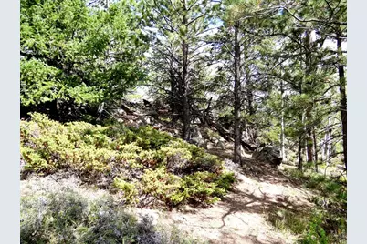 115 Wenro Ct, Red Feather Lakes, CO 80545 - Photo 5