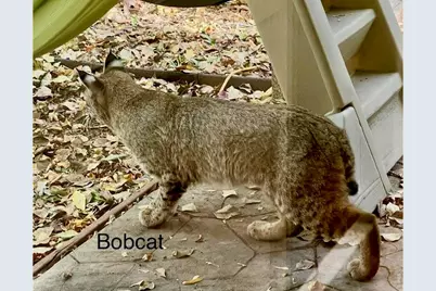 1120 Lindenwood Dr, Fort Collins, CO 80524 - Photo 49