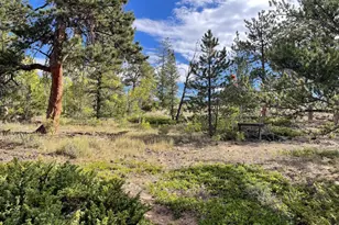 123 Tahlequah Way, Red Feather Lakes, CO 80545 - Photo 13