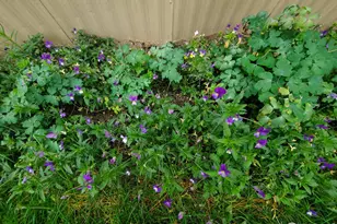 1166 Madison Ave, Loveland, CO 80537 - Photo 19