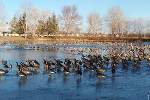 3453 Bright Angel, Longmont, CO 80504 - Photo 33