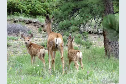 4 Fox Meadow Ln, Red Feather Lakes, CO 80545 - Photo 21