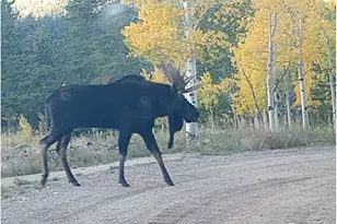 121 Pine Nut Ln, Red Feather Lakes, CO 80545 - Photo 31