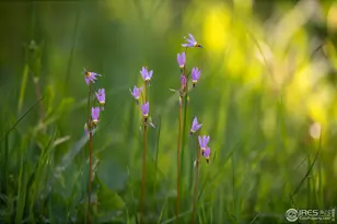 1217 Big Owl Rd, Allenspark, CO 80510 - Photo 21