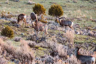 267 MacKenzie Ln, Coalville, UT 84017 - Photo 19