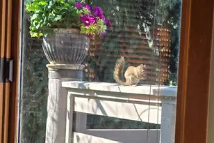 7436 Tall Oaks Dr, Park City, UT 84098 - Photo 41