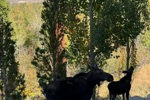 4348 Frost Haven Rd, Park City, UT 84098 - Photo 41