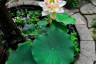 1125 Red Gate Rd, Mebane, NC 27302 - Photo 79