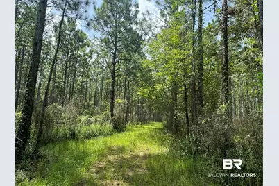 0 Nokomis Road, Walnut Hill, FL 32568 - Photo 33