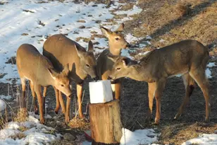 4164 County Rd 1, Bellefontaine, OH 43311 - Photo 61