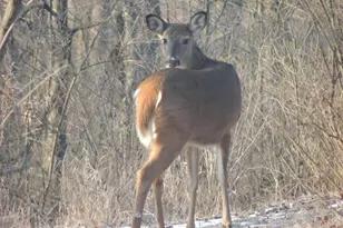 4164 County Rd 1, Bellefontaine, OH 43311 - Photo 63