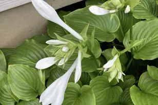 1054 Wilhelmina Dr, Vandalia, OH 45377 - Photo 47