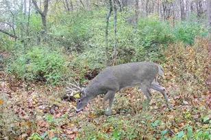 924 Eris Rd, Urbana, OH 43078 - Photo 91