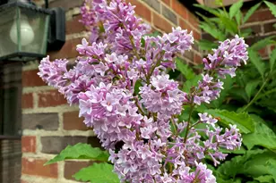 735 Tanglewood Dr, Springfield, OH 45504 - Photo 73