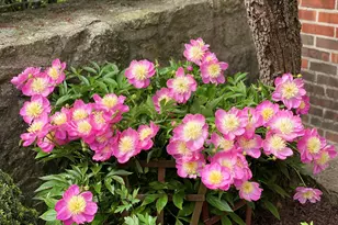 735 Tanglewood Dr, Springfield, OH 45504 - Photo 69