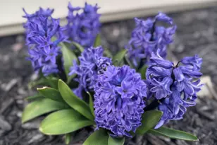 114 Marbello Ct, Saint Marys, OH 45885 - Photo 71