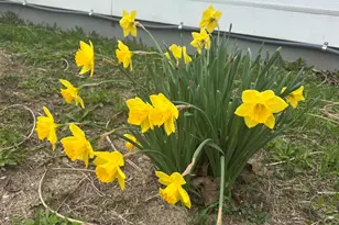 260 King St, Yellow Springs, OH 45387 - Photo 55